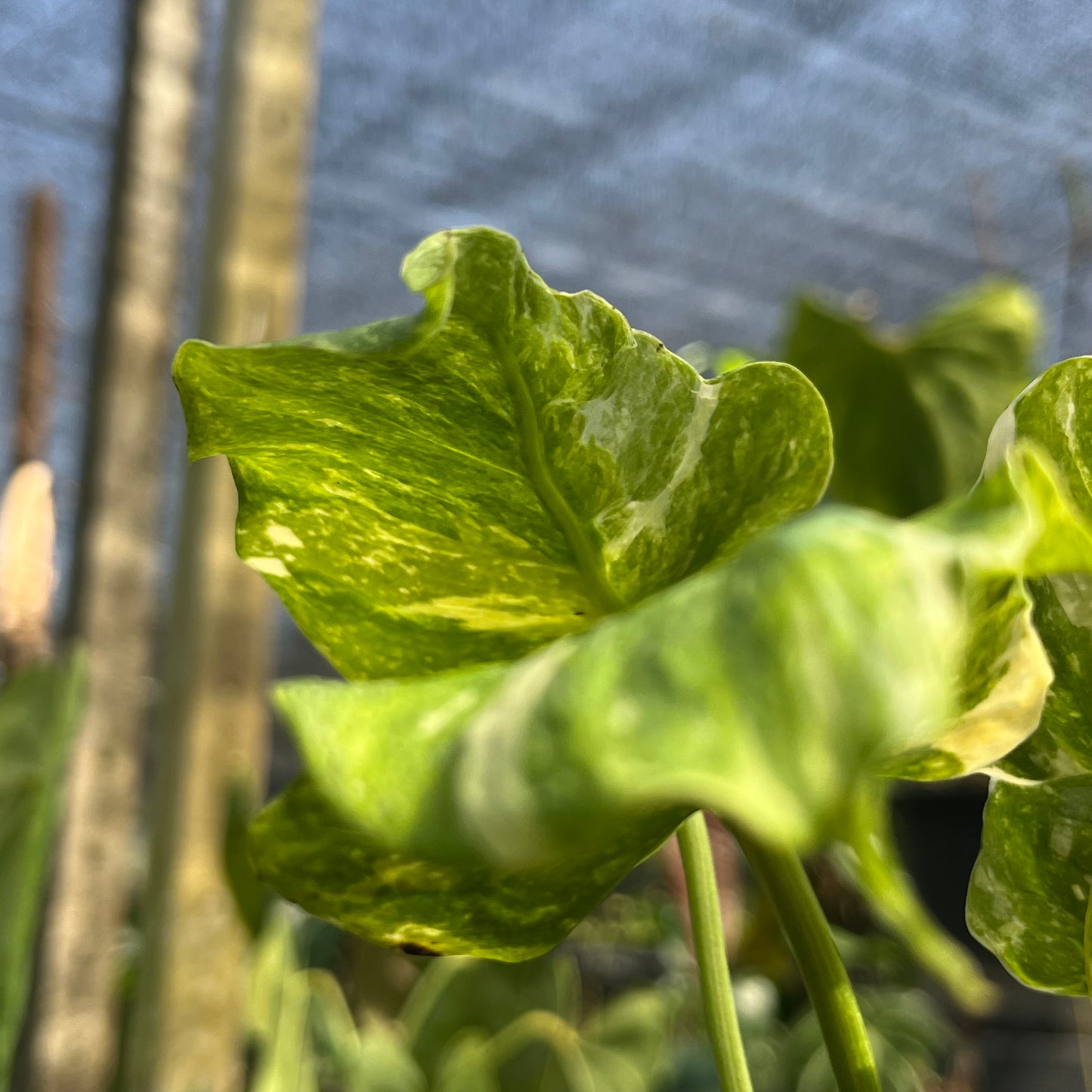 Monstera Deliciosa Tricolor Mutation - Zombie leaves - Exact Plant (M041)