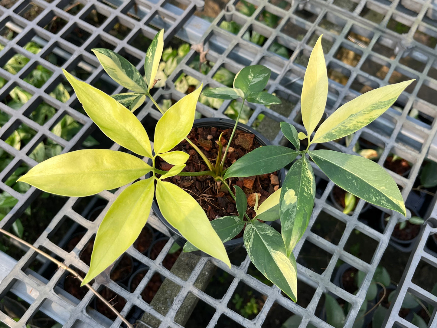 Philodendron Goeldii Variegated - Exact Plant (P029)