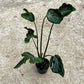 Alocasia Teletubbies