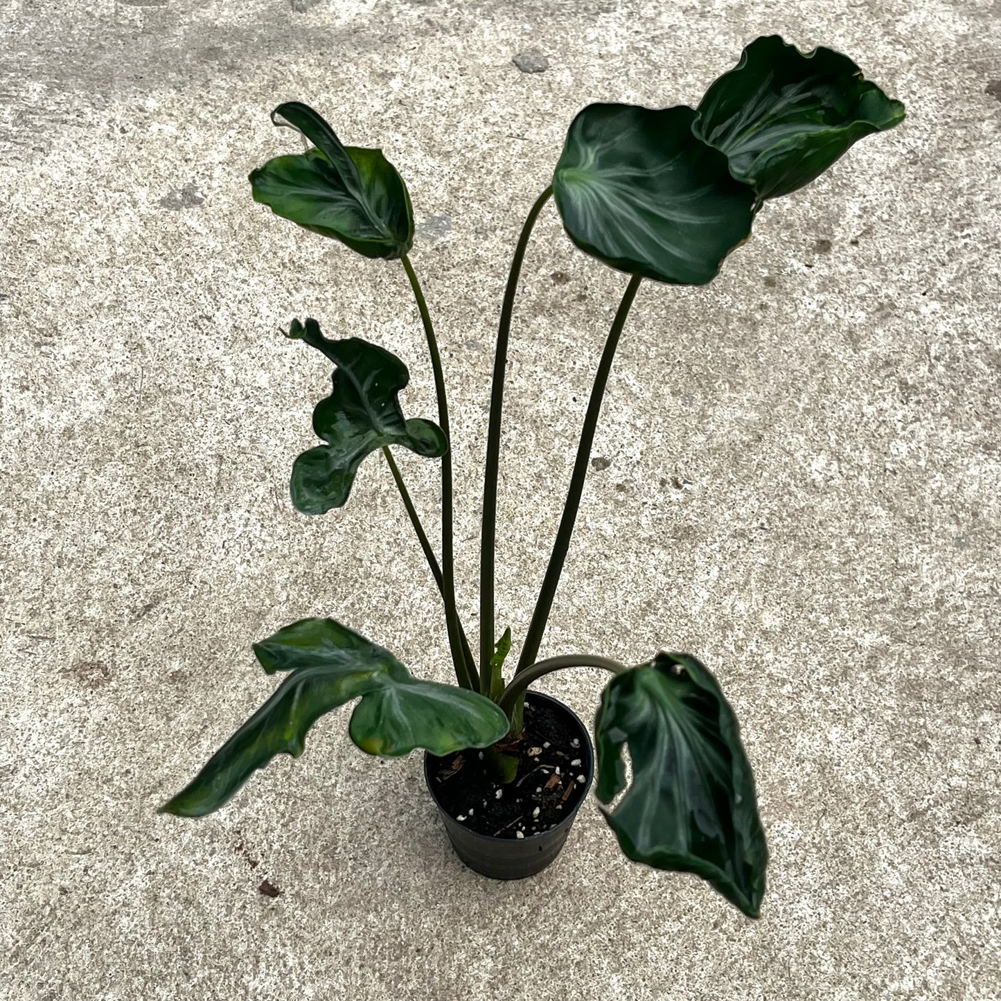 Alocasia Teletubbies