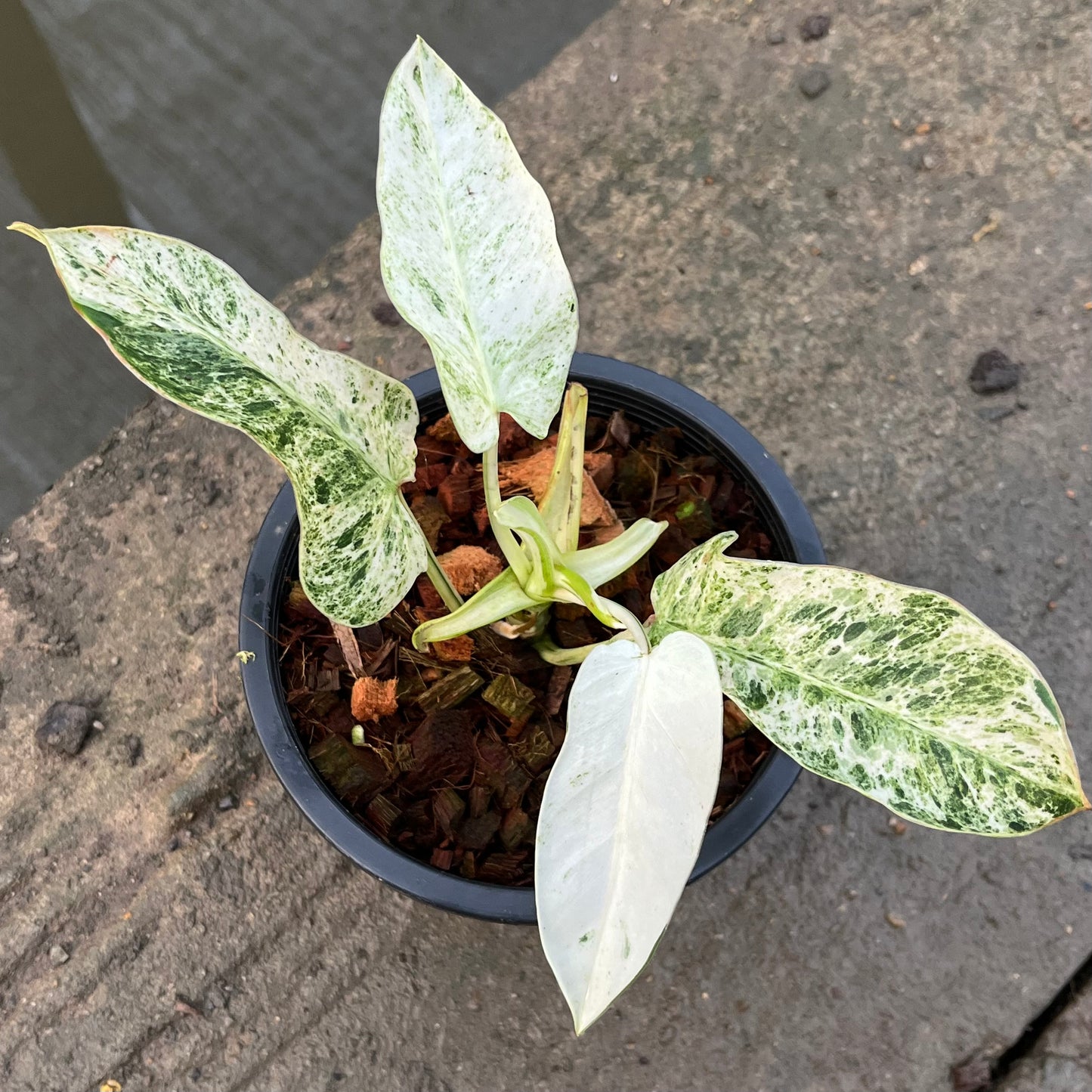 Philodendron Emerald Ice - Exact Plant (P048)