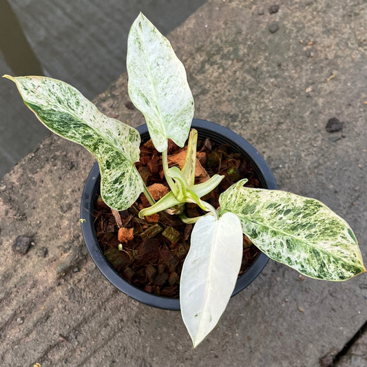 Philodendron Emerald Ice - Exact Plant (P048)