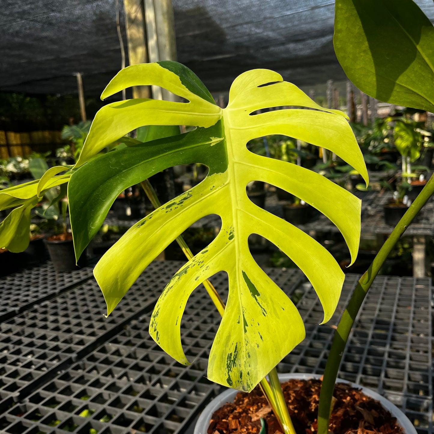 Monstera Light Lime