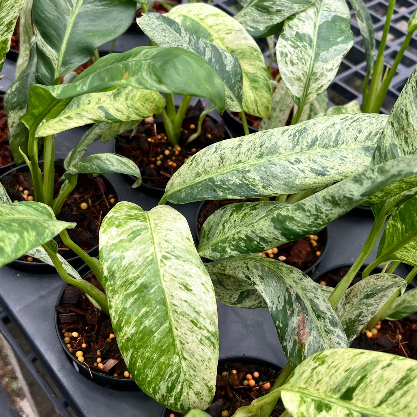 Epipremnum Giganteum Marble