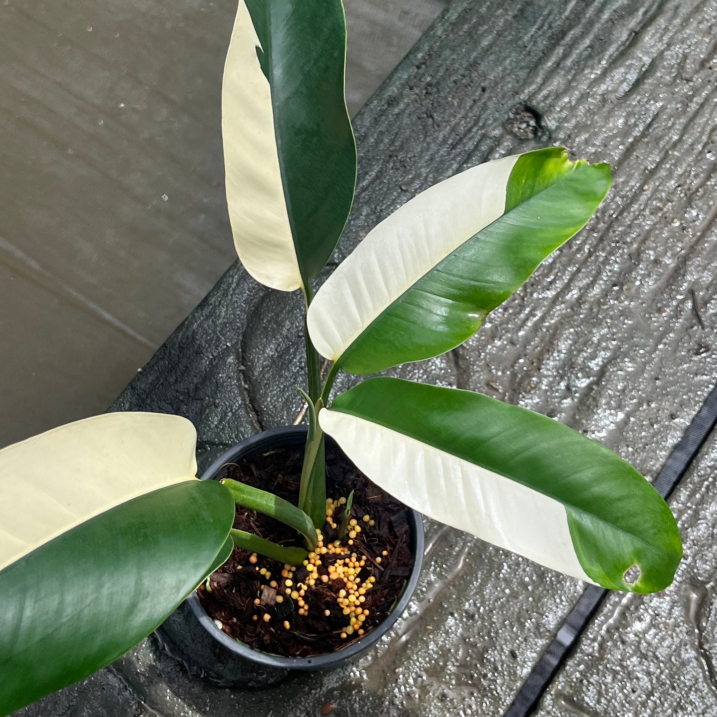 Epipremnum Gigantuem White Pearl