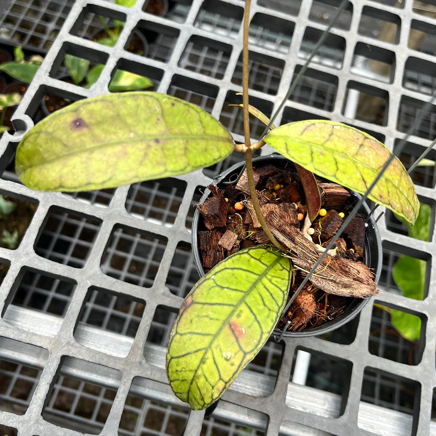 Hoya Sp. Ganung Gading