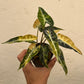 Alocasia Bambino Aurea Variegated - Exact Plant (A010)