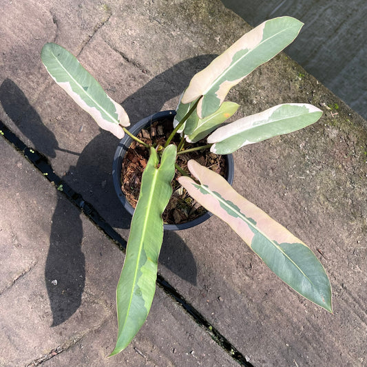 Philodendron Atabapoense Margin Variegated - Exact Plant (P034)