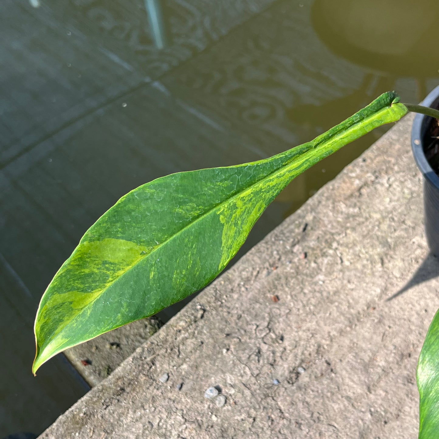 Philodendron Joepii Variegated - Exact Plant (P040)