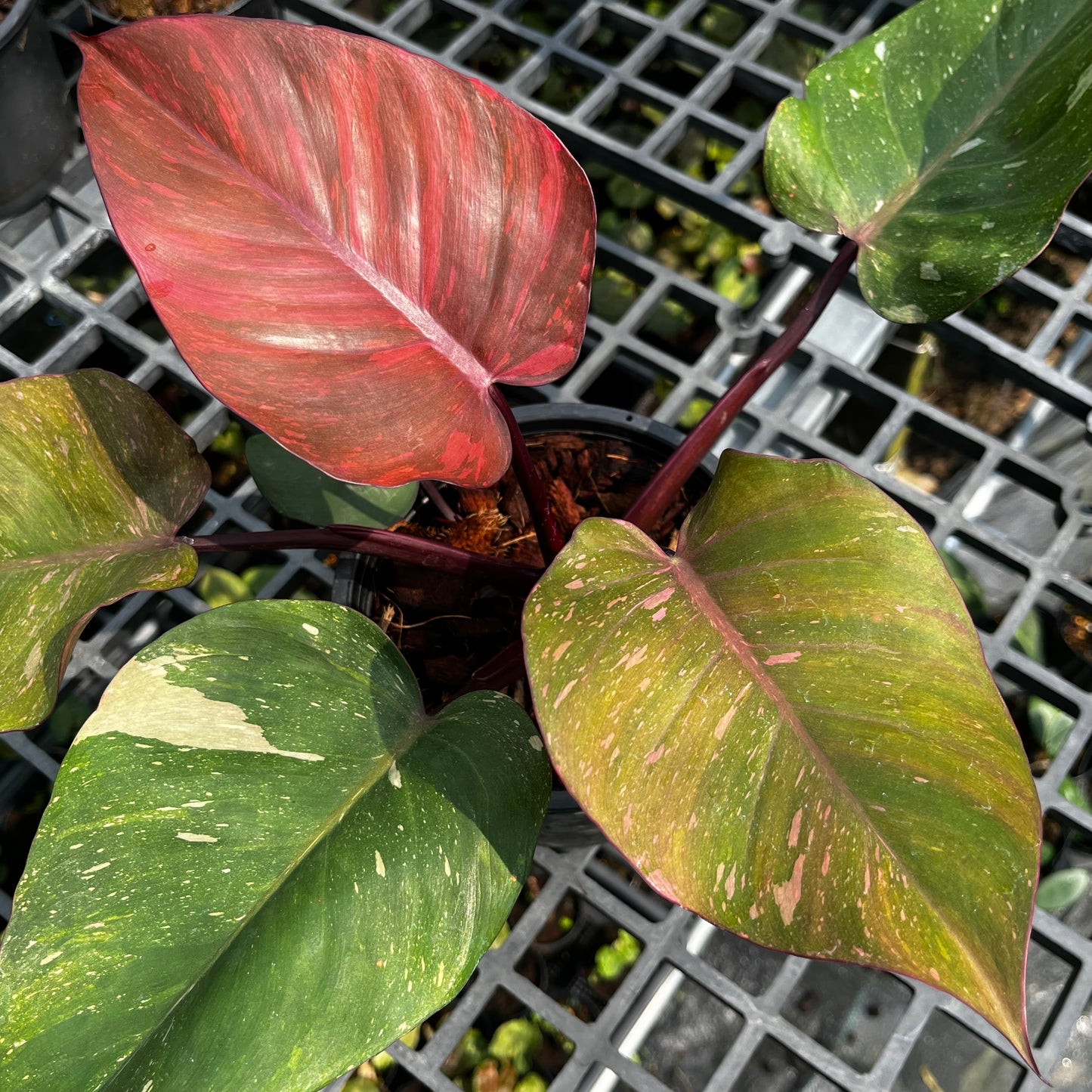 Philodendron Orange Princess