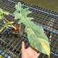 Philodendron Florida Beauty x Bob Cee variegated - Exact Plant (P057)
