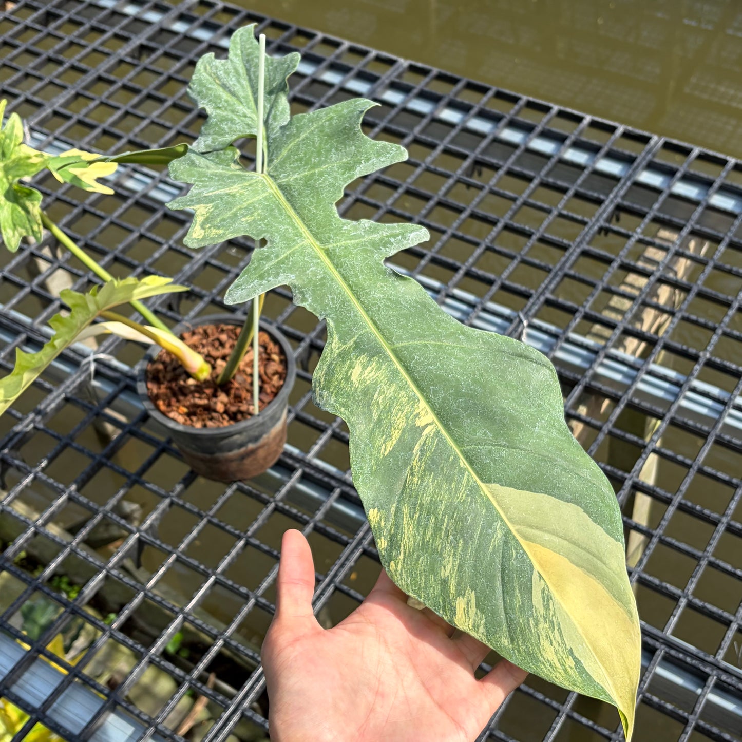 Philodendron Florida Beauty x Bob Cee variegated - Exact Plant (P057)