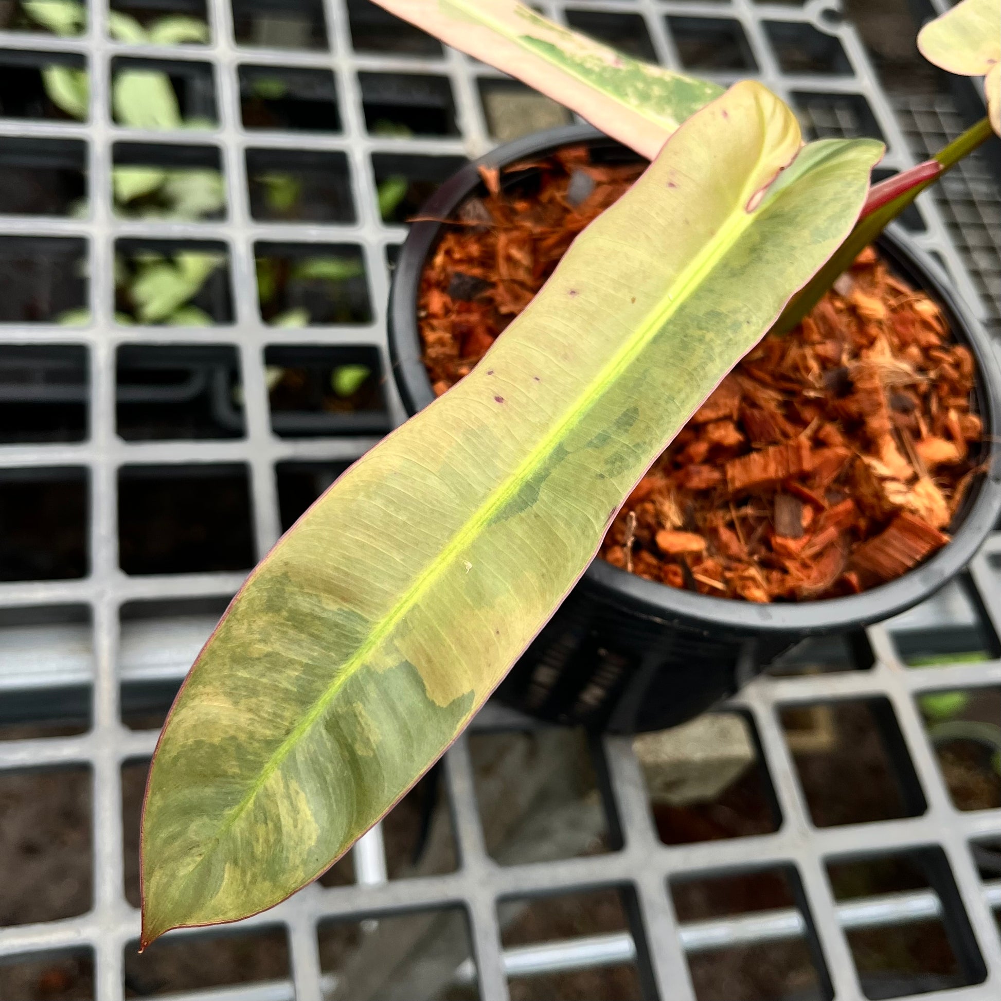 philodendron atabapoense variegata Philodendron Atabapoense variegated