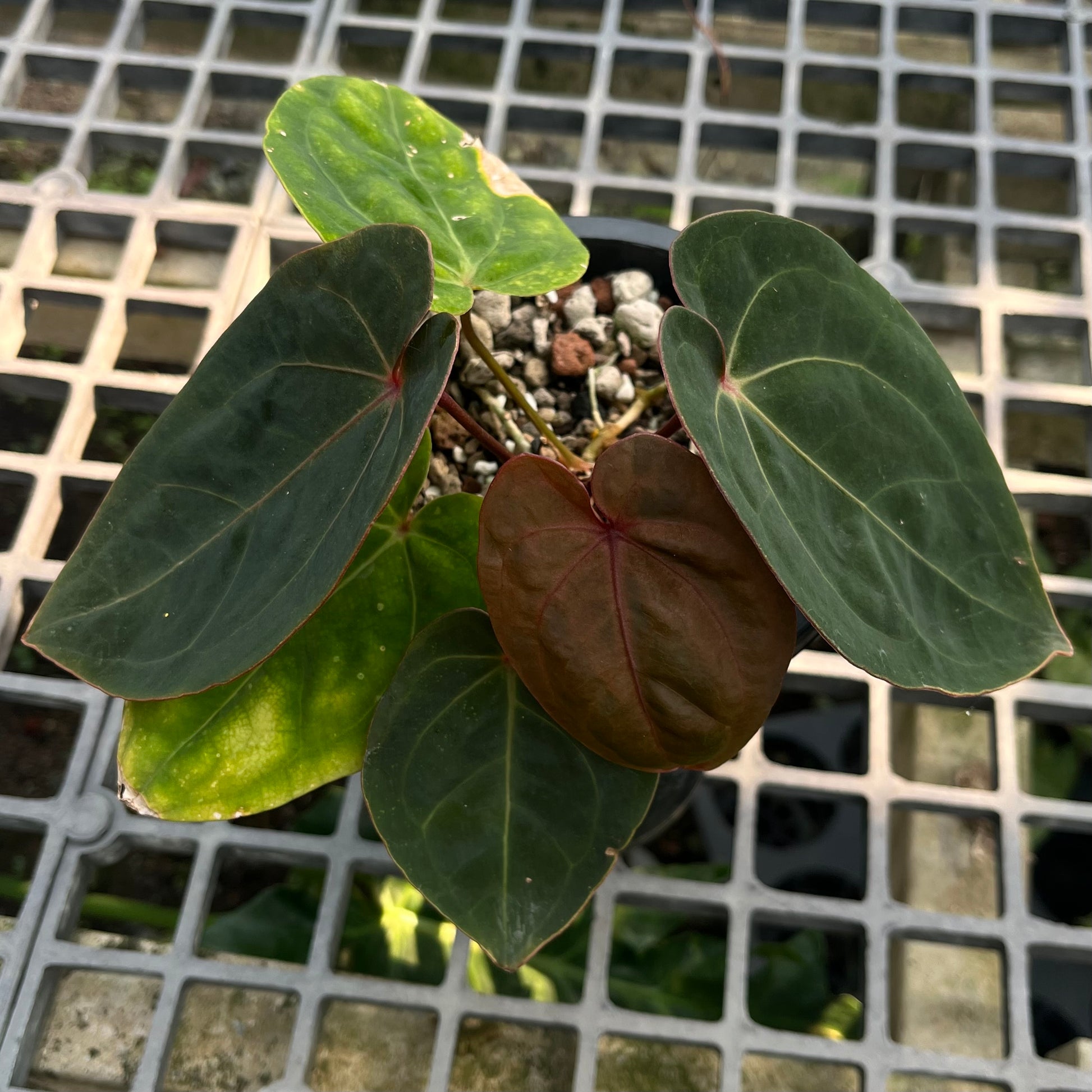 Anthurium hoffmanii Red Sinus ‘Blood Moon’ – Rare Hybrid Anthurium Clone

Exotic Aroid | Dark Velvet Foliage | Red Sinus | Australian Hybrid

Anthurium hoffmanii Red Sinus ‘Blood Moon’ is a famous Australian hybrid known for its dark velvety leaves and striking red sinus. This plant is a clone of the original ‘Blood Moon’, ensuring the same bold, eye-catching appearance highly sought after by collectors.