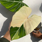 Philodendron Gloriosum Variegated Type1 - Exact Plant - Collector Grade