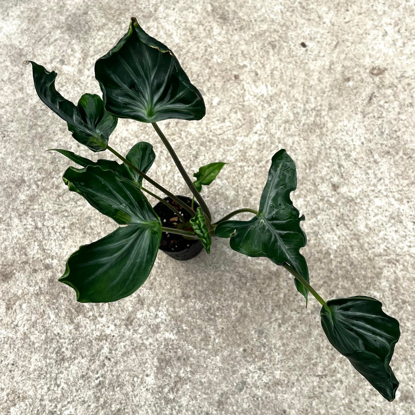 Alocasia Teletubbies