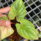 Philodendron Mamei Variegated - Exact Plant (P033)