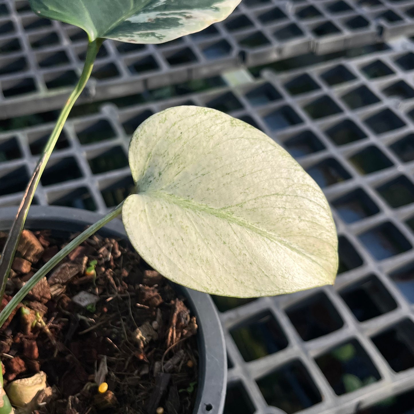 Monstera Borsigiana Full Mint - Exact Plant (M035)