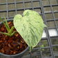 Monstera Bulbasaur - Exact Plant (M051)