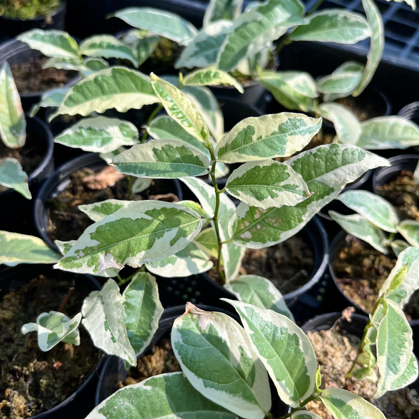 Ficus SPP. Variegated - Exotic - Climber