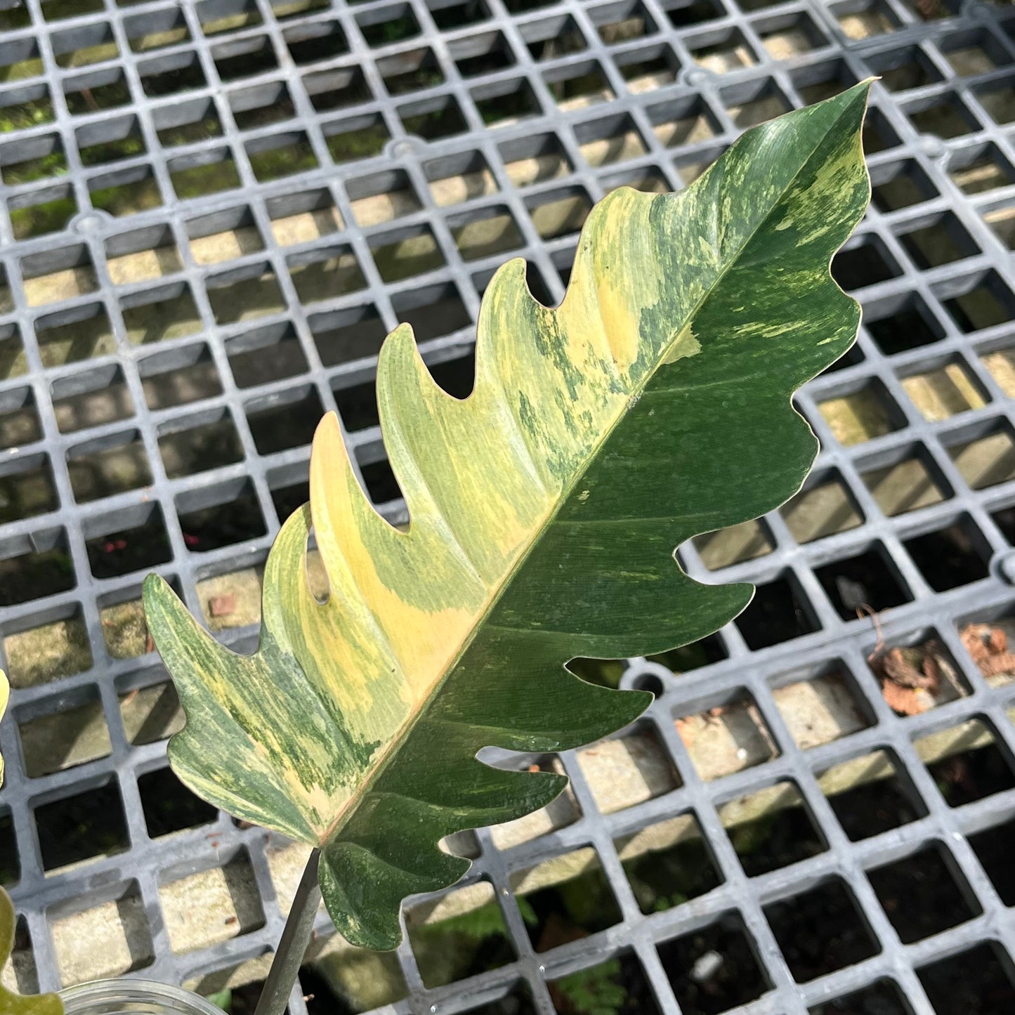 Philodendron Caramel Marble - Exact Plant (P031)