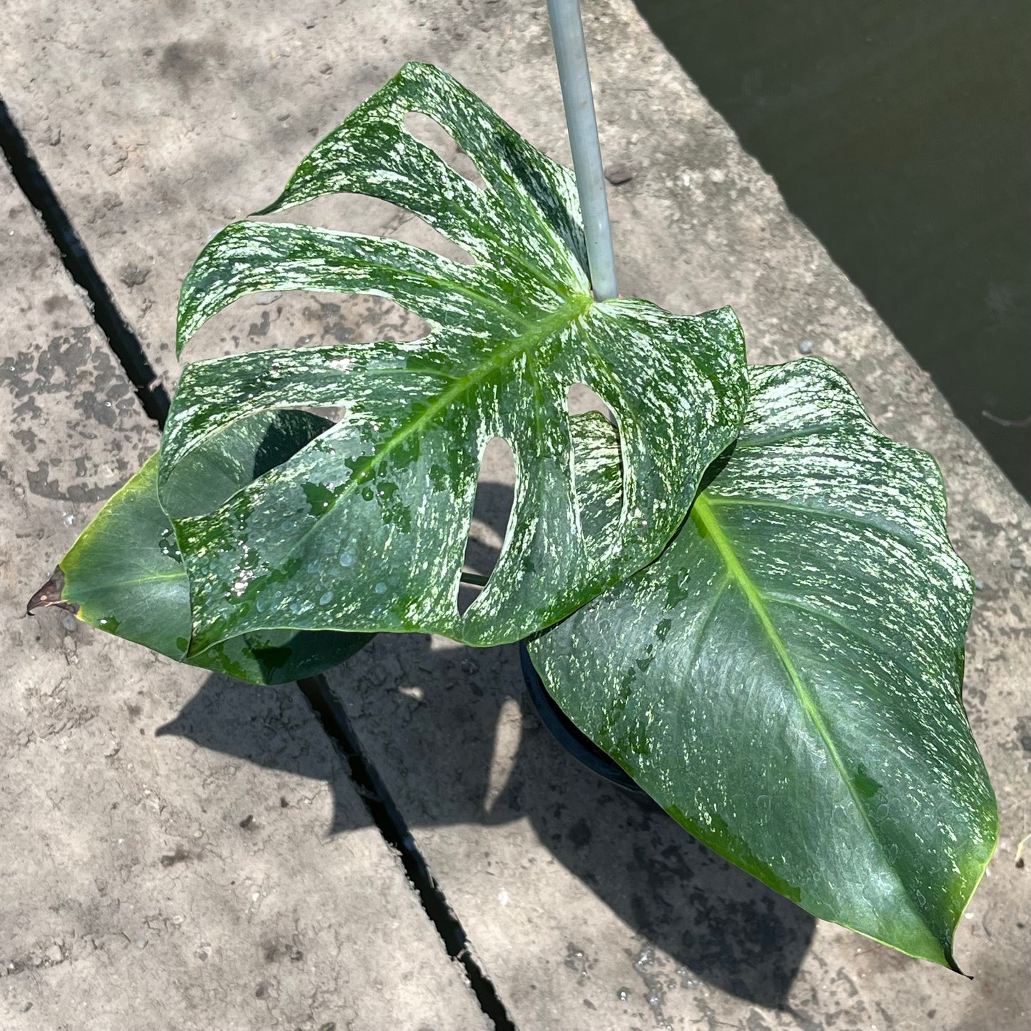 Monstera Devil Monster - Exact Plant (M052)