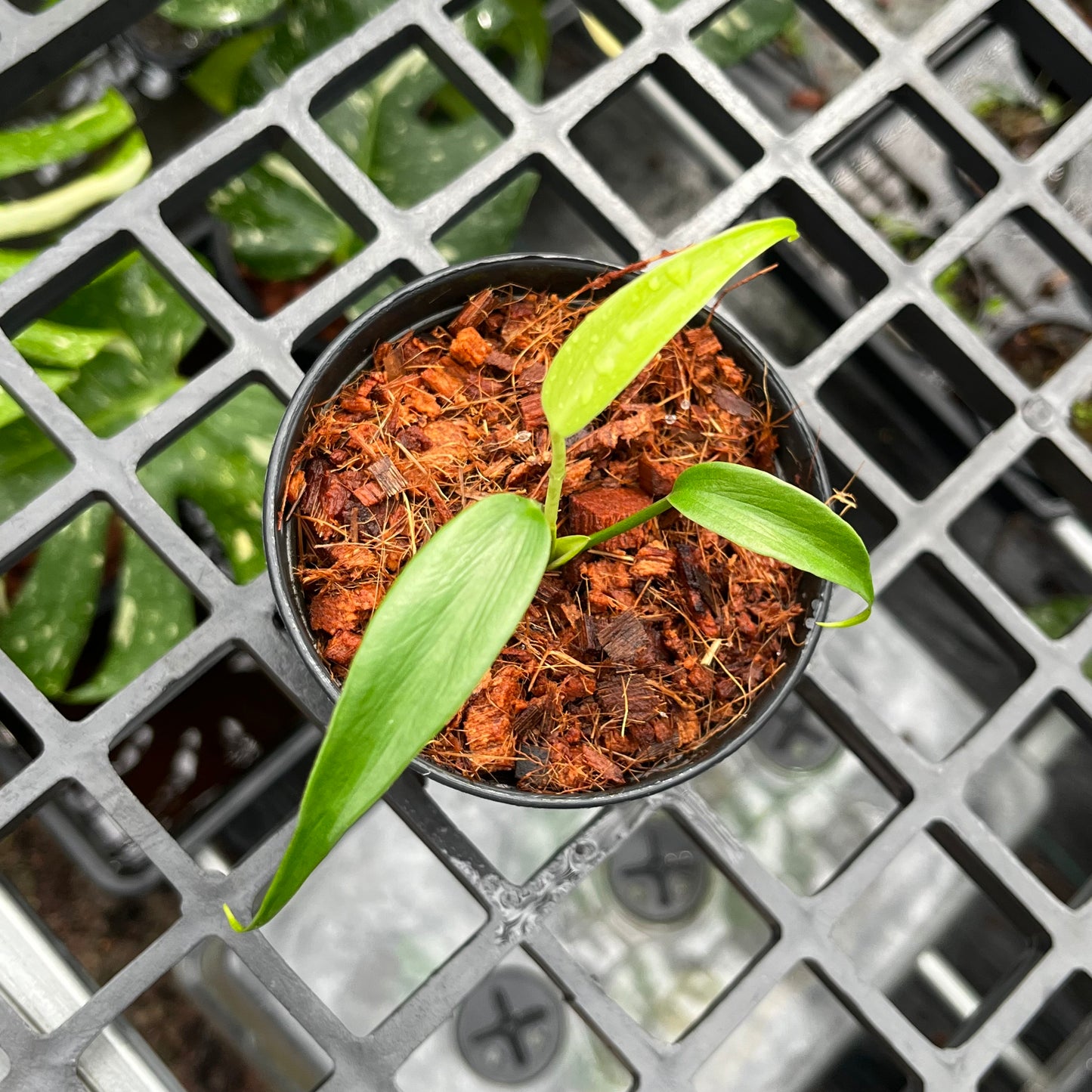Monstera Burle Marx Flame - Juvenile