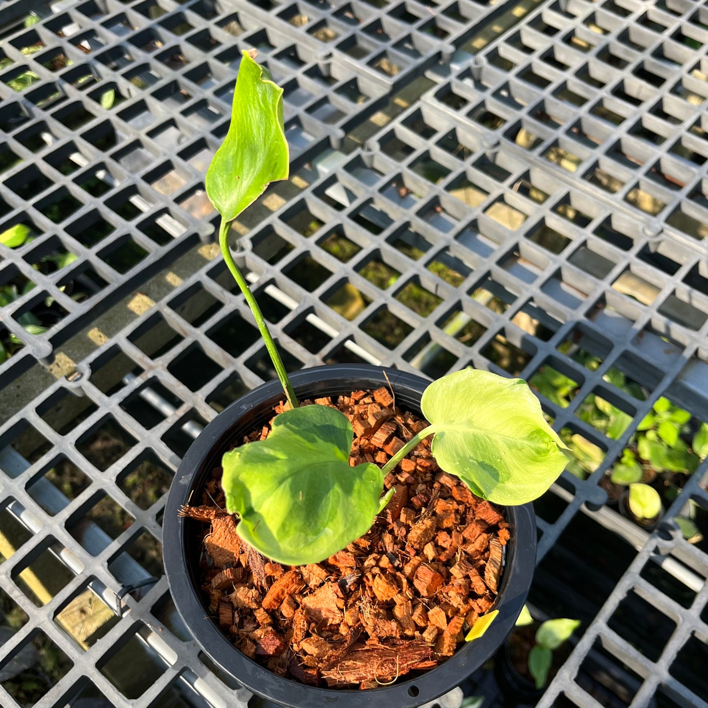 Monstera Famicito - Exact Plant (M043)