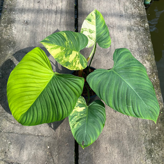 Philodendron Nangaritense Variegated - Fuzzy Petiole- Exact Plant (P032)