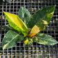 Philodendron Green Congo Nuclear