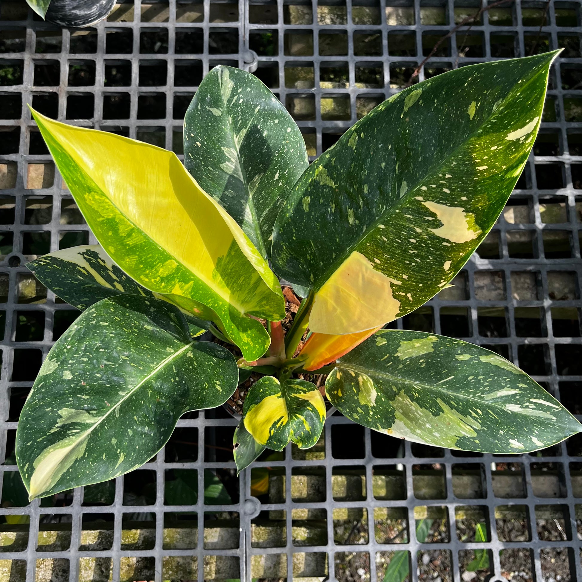 philodendron green congo shop Philodendron 'Congo Nuclear'