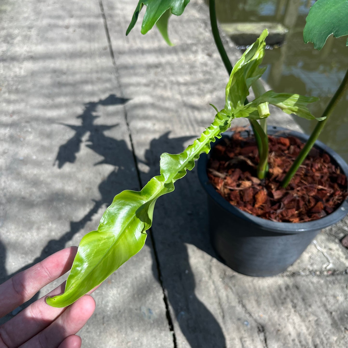 Philodendron Belle Isle - Exact Plant (P037)