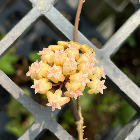 Hoya Priktai