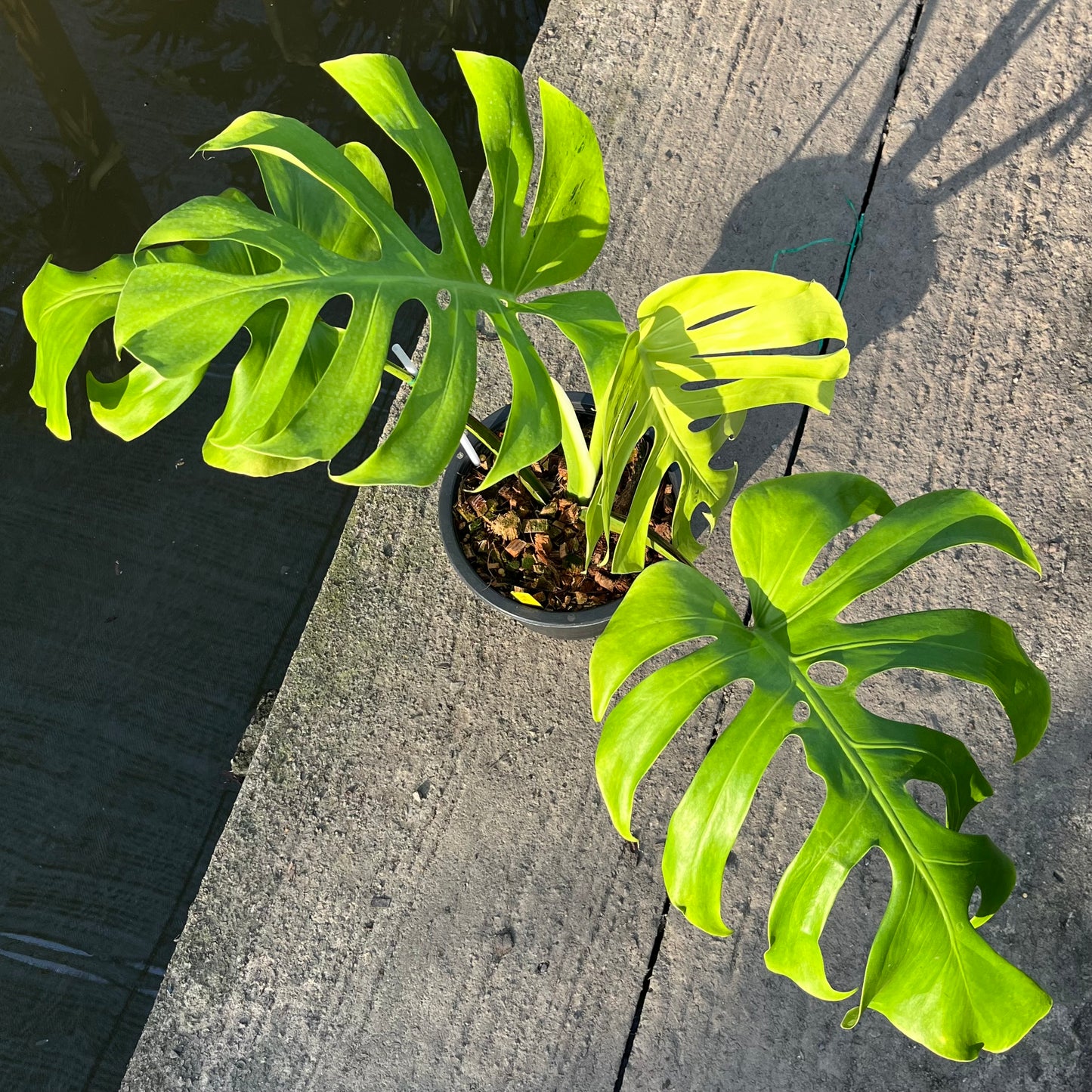 Monstera Light Lime - Exact Plant (M036)
