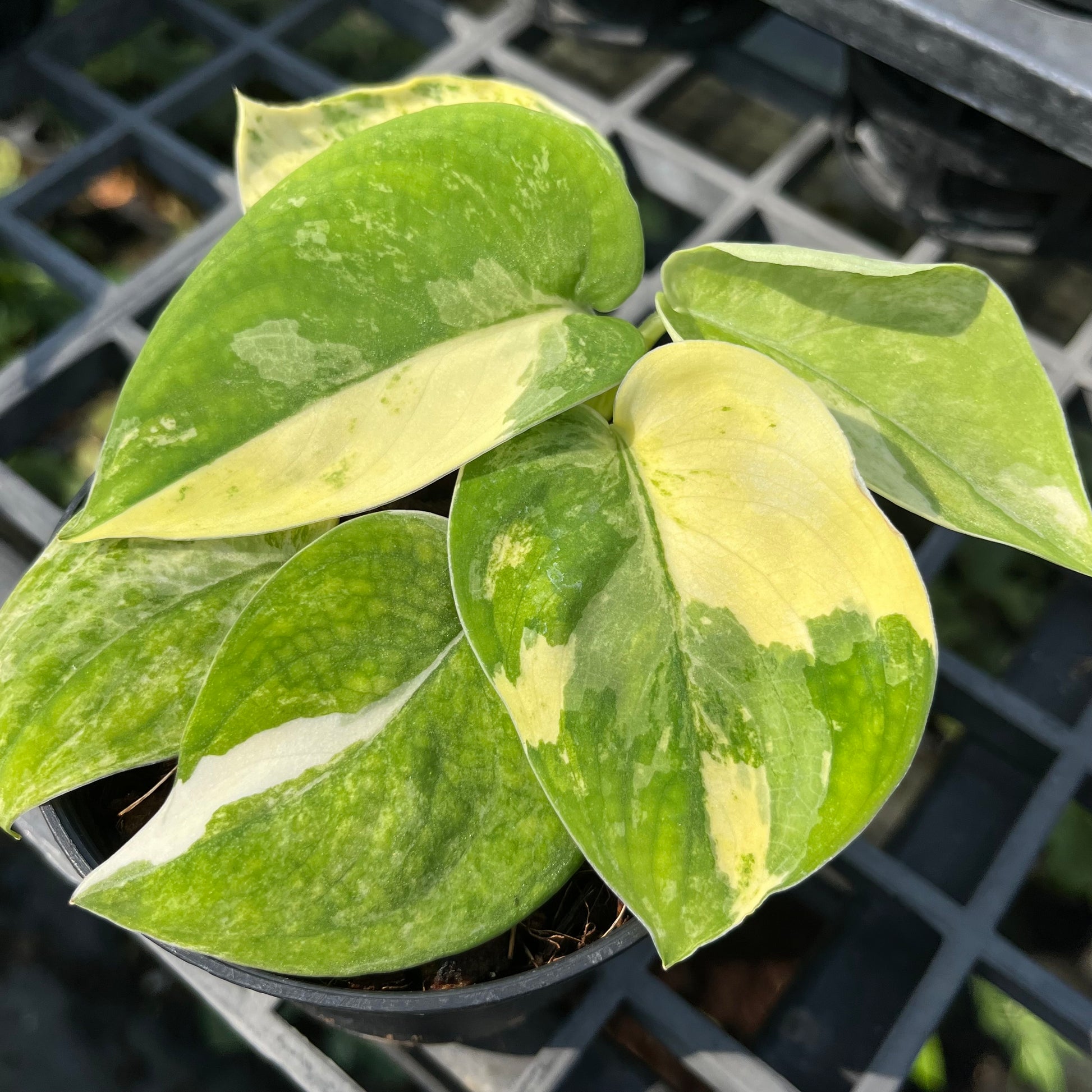 Scindapsus Mangurai Variegated 