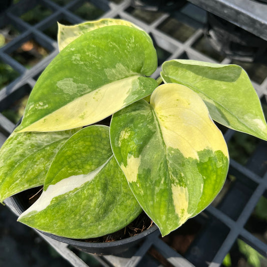 Scindapsus Mangurai Variegated 