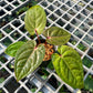 Anthurium Hoffmanii Red Sinus ‘Blood Moon’ - Exact Plant