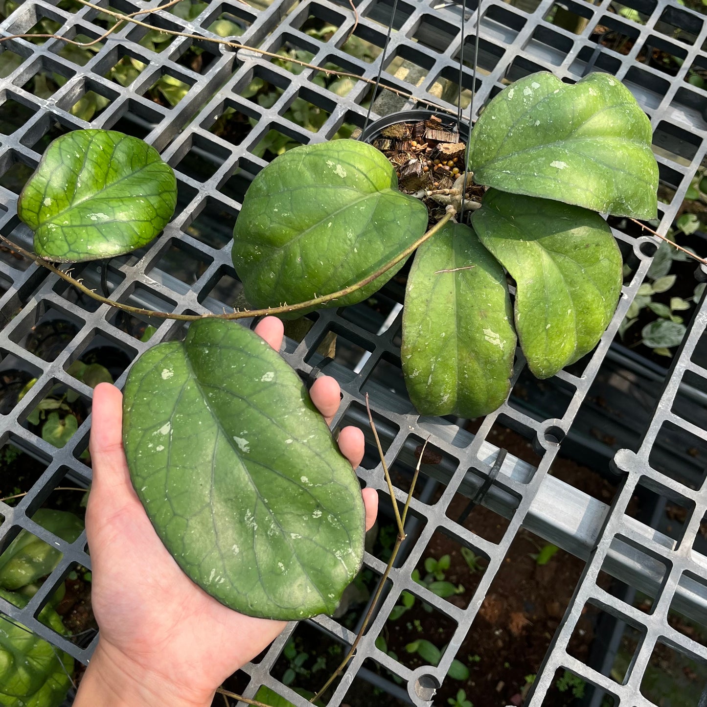 Hoya Priktai