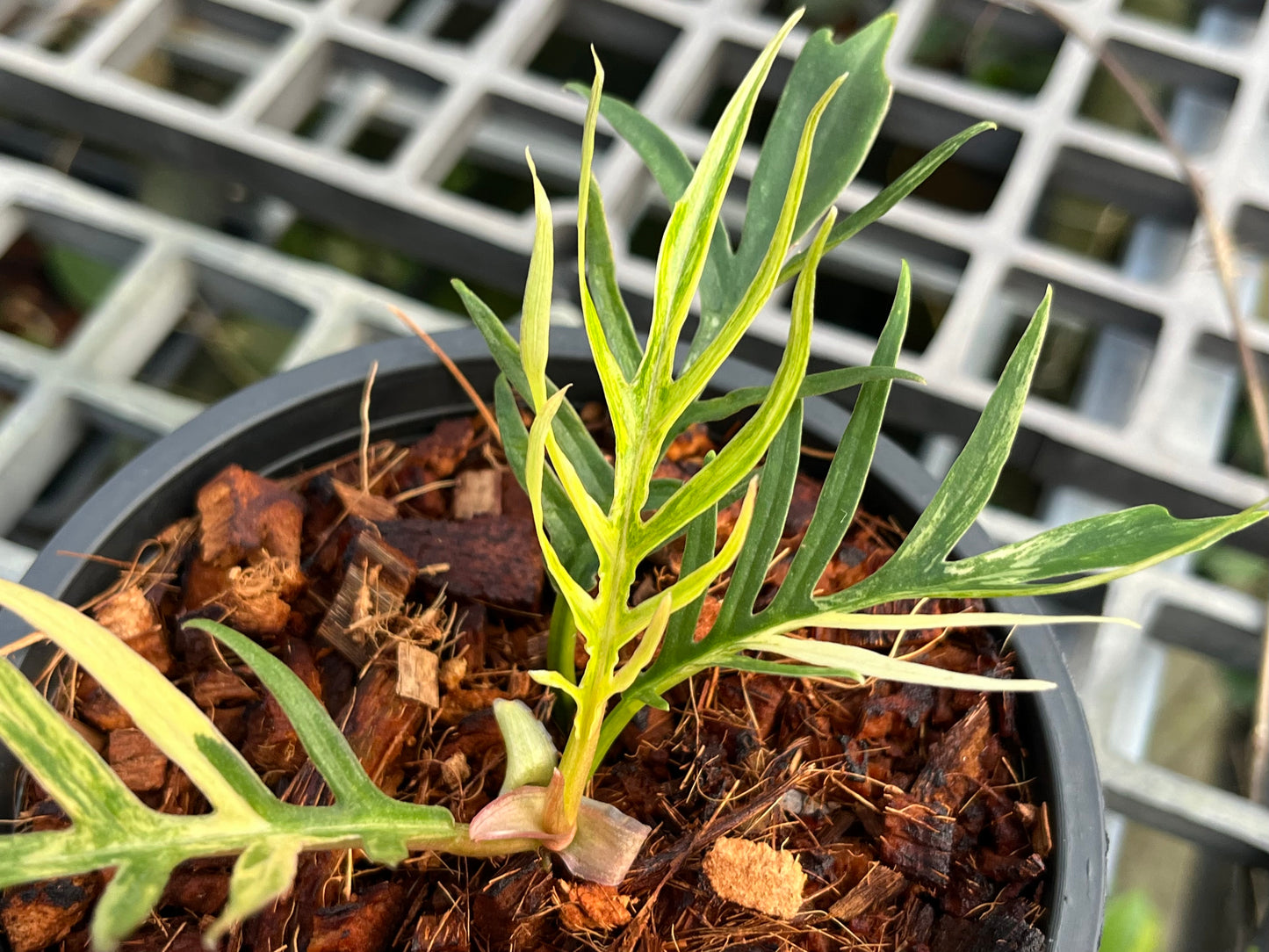 Philodendron Tortum Variegated- Exact Plant (P030)