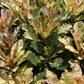 Plumeria Rubra Pink Maya Variegated - Large Size - Single Head - Grafted Plant