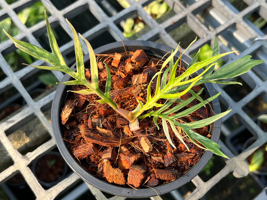 Philodendron Tortum Variegated- Exact Plant (P030)