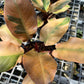 Philodendron Black Cardinal Variegated
