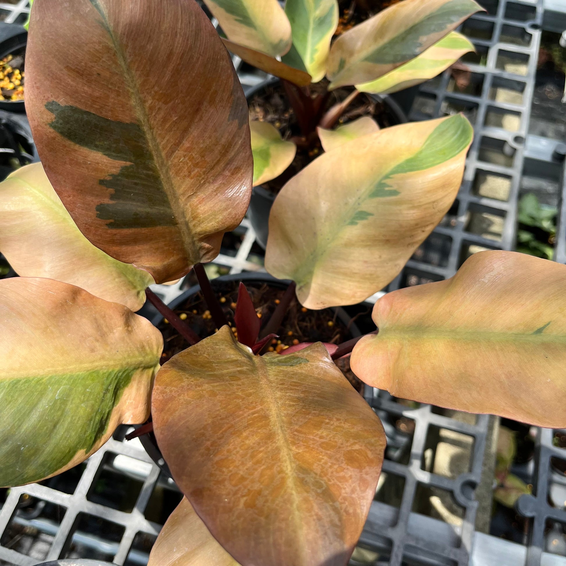 black cardinal variegated philodendron Philodendron Black Cardinal Variegated – Greenroom Planter