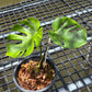 Monstera Deliciosa ‘Lion Fish’ - Exact Plant (M053)