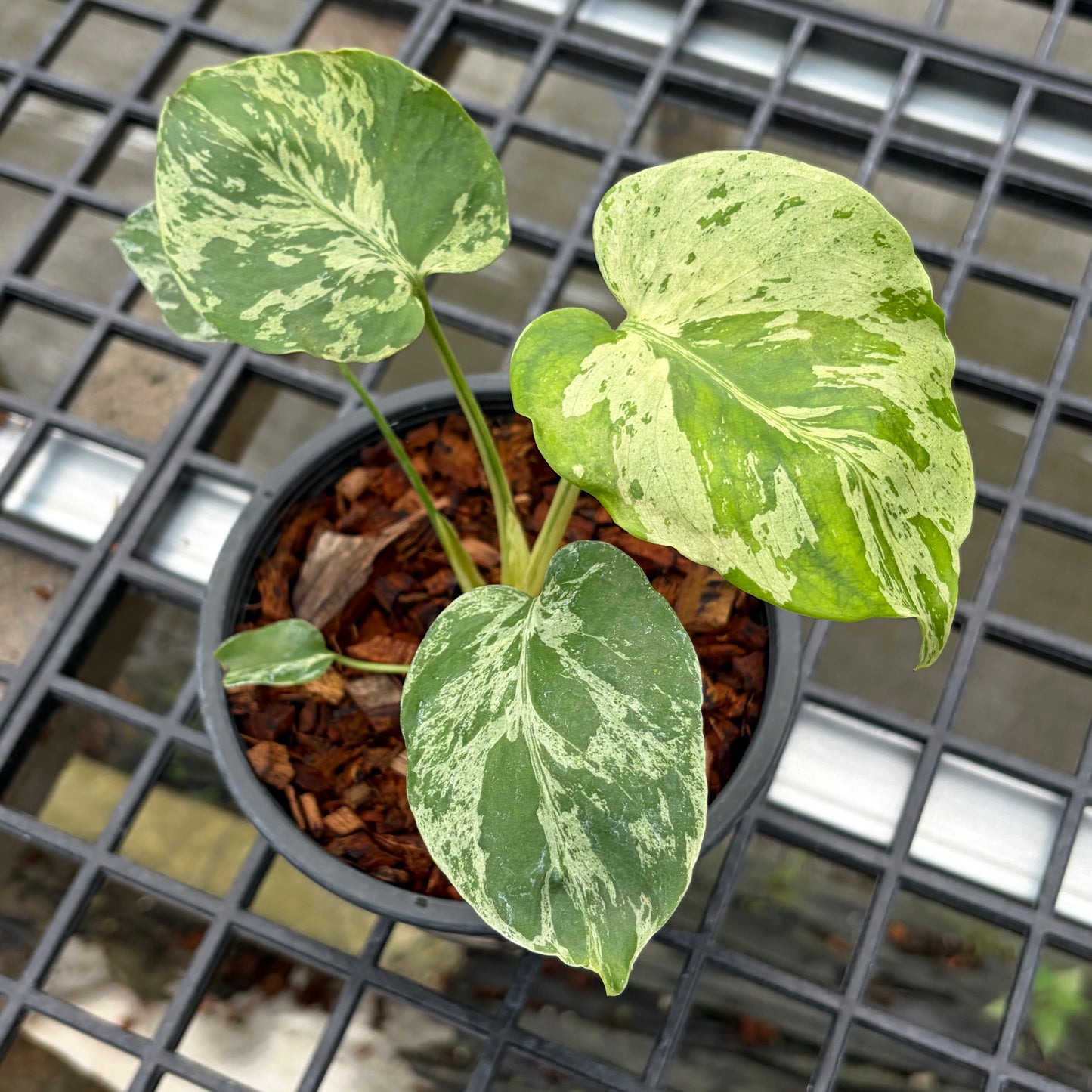 Monstera Bulbasaur - Exact Plant (M050)
