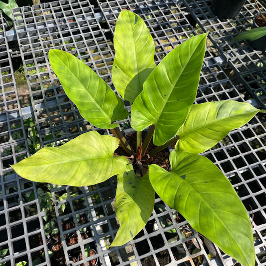 Philodendron Melinonii - Ruay Sup Marble - Exact Plant (P027)