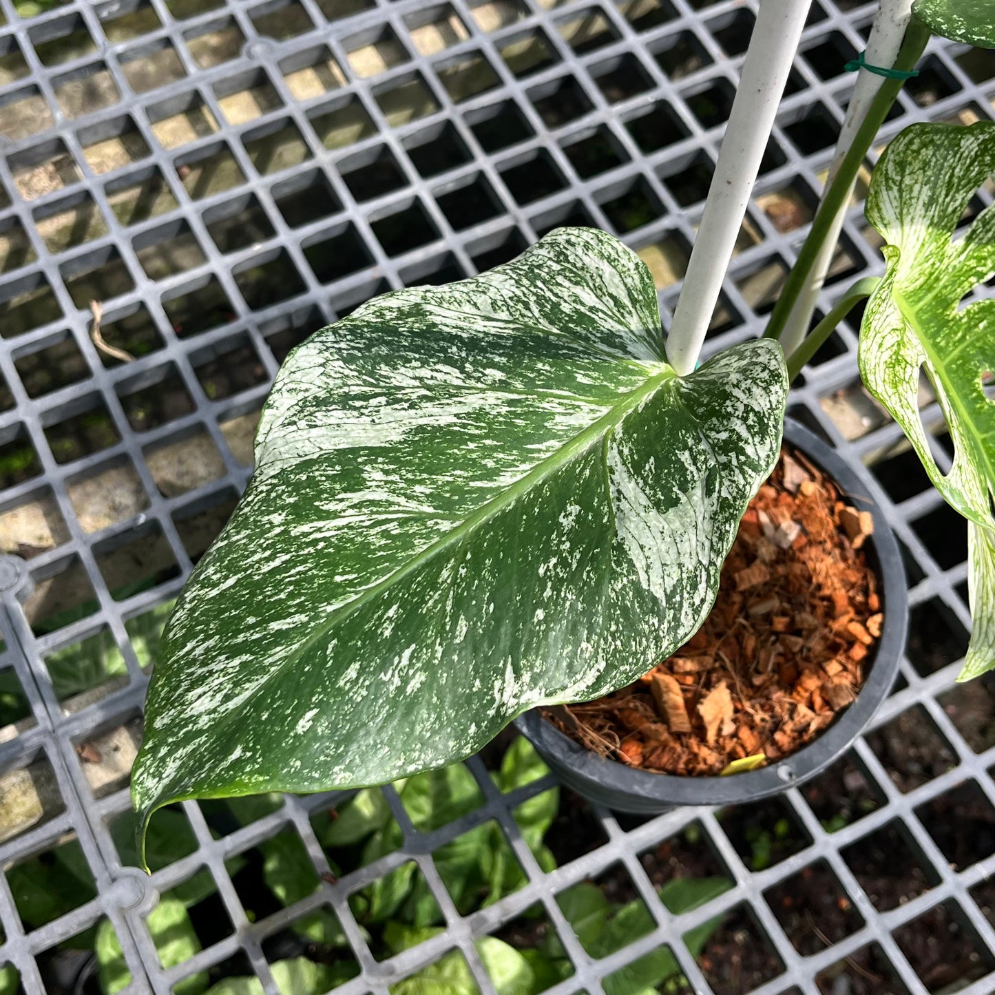 Monstera Devil Monster - Exact Plant (M034)