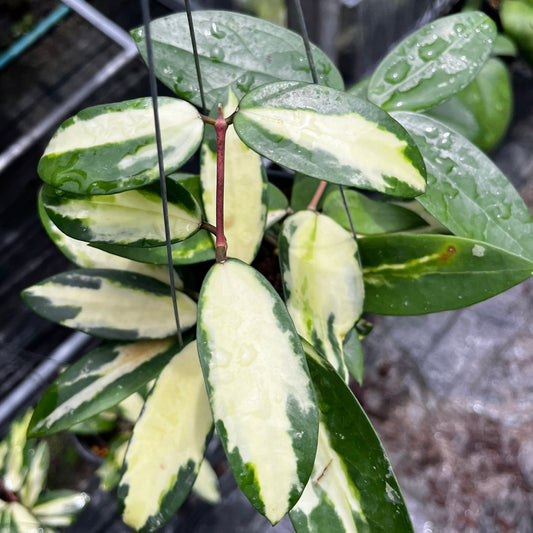 Hoya Acuta Inner Variegated