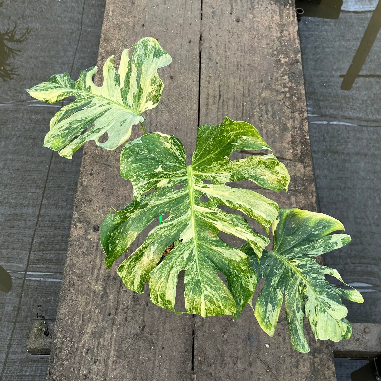 Monstera Ocean Mint - Exact Plant (M047)