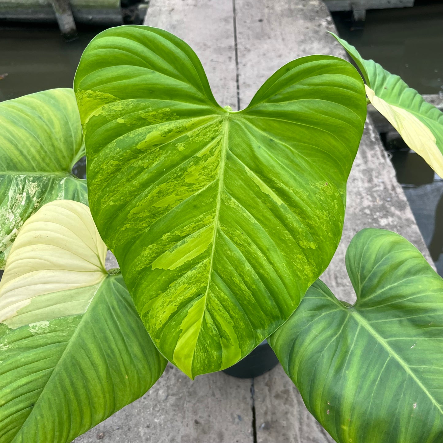 Philodendron Nangaritense Variegated - Fuzzy Petiole- Exact Plant (P032)